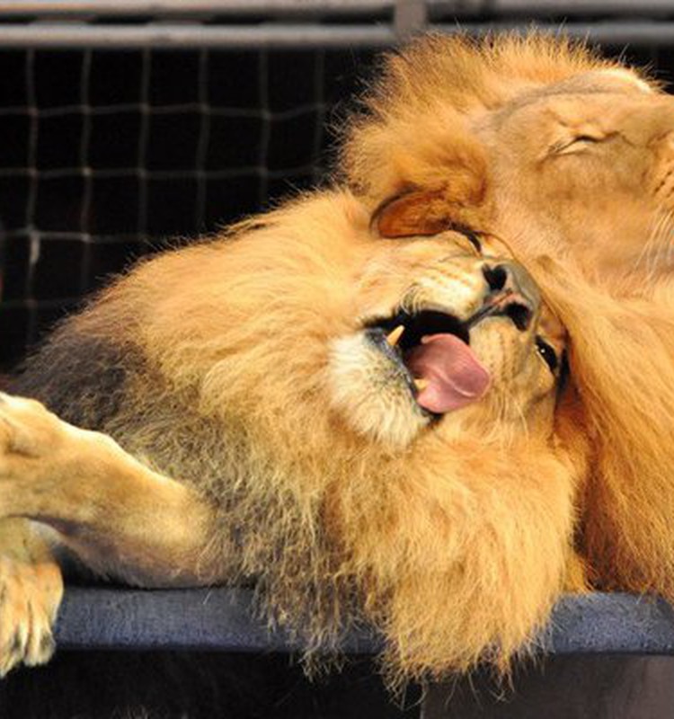 Lauvu impērija – iespaidīgs un interesants šovs!