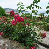 Rožu dārzs