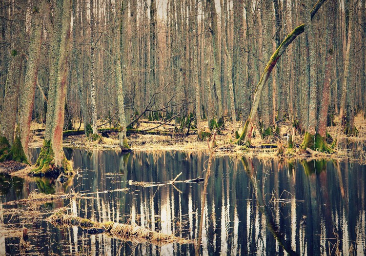 Ceļojam pavasarī- Maģiskā Slokas ezera dabas taka