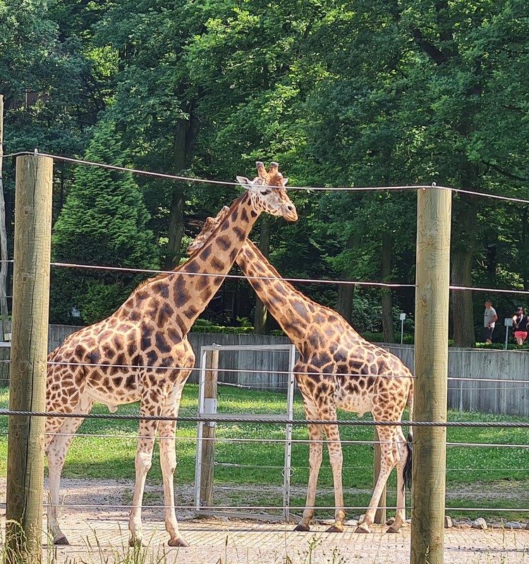 Krakovas zooloģiskais dārzs