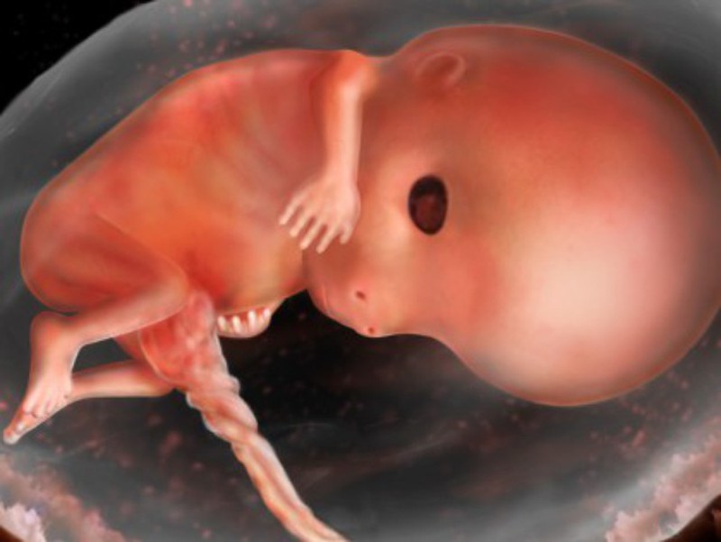 Малыш на 11 неделе. 10 Недель беременности фото плода. Эмбрион на 11 неделе беременности. Ребёнок в утробе 11 недель беременности. Эмбрион на 10 неделе беременности.
