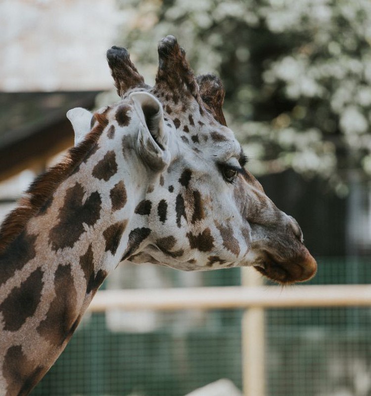 Vienmēr lieliskais Rīgas Zooloģiskais dārzs