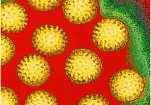Mīti par rotavīrusa infekciju
