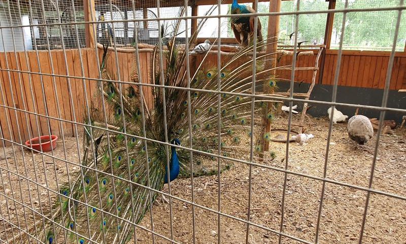 Iecavas novads: Mini zoo Dobuļi
