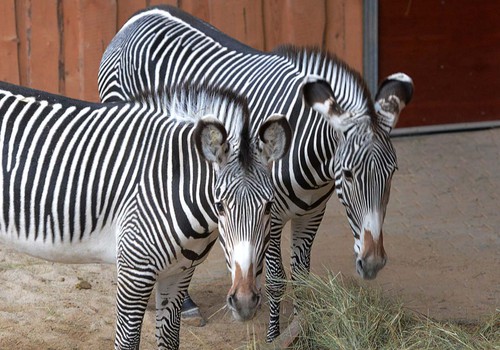 Zoodārza kalnos un savannā lielākās zebras un neīstas aitas!