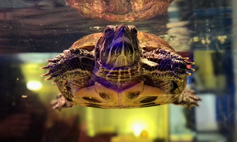 Aizraujoši par bruņurupučiem, papagaiļciklīdijām, samiem un zelta zivtiņām  izstādē “ZooExpo 2022”